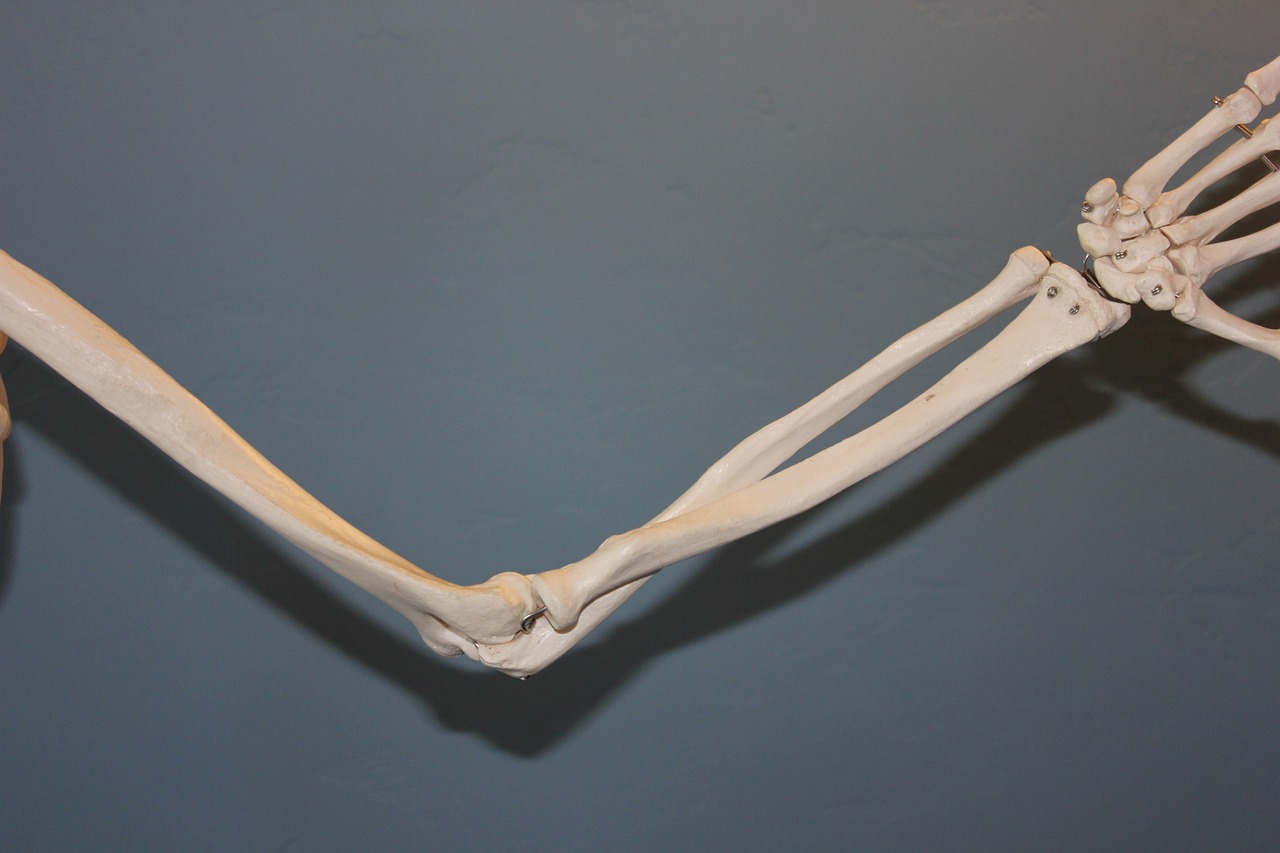 上肢　骨　模型