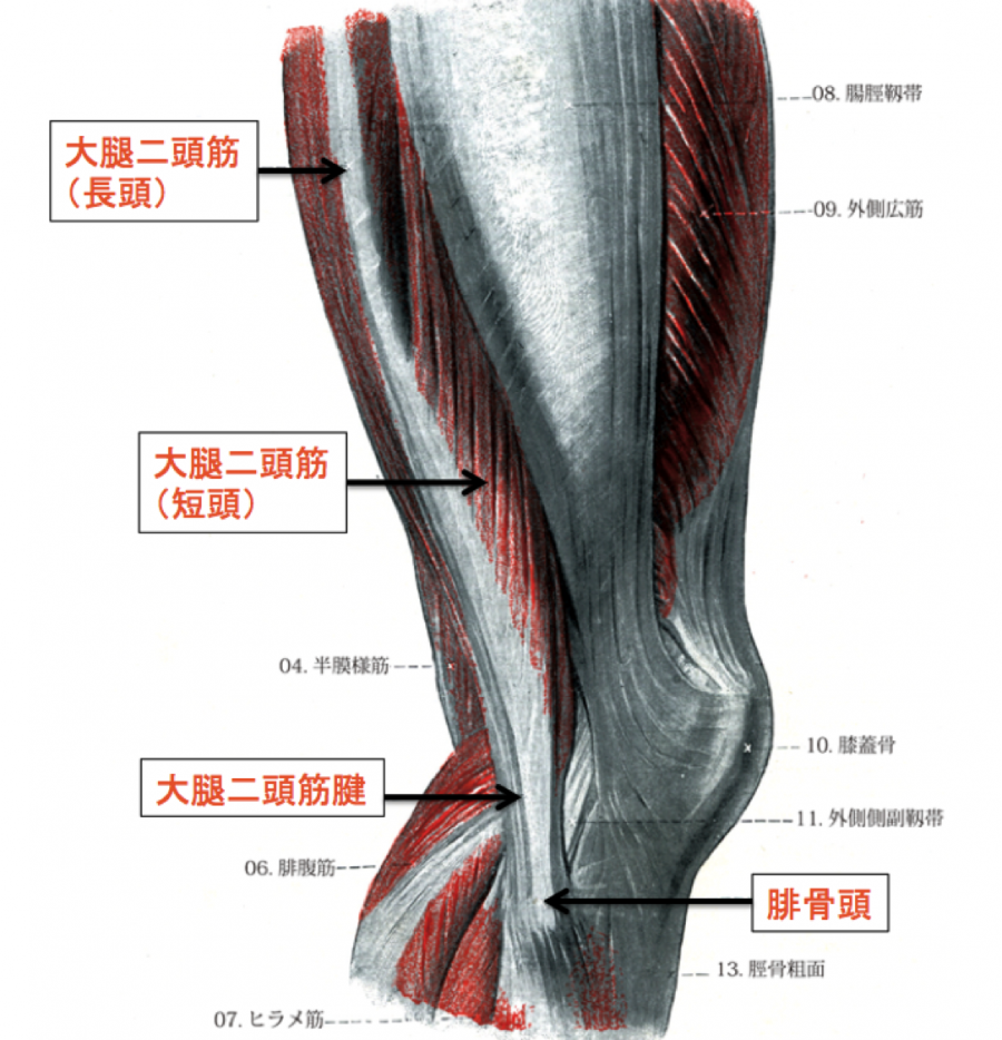 大腿二頭筋の解剖学的知識まとめ 作用から肉離れが多い理由まで全て解説 目指せスポーツドクター目指せスポーツドクター