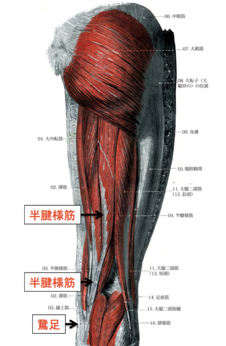 半腱様筋の解剖学的知識まとめ｜作用から肉離れが多い理由まで全て解説！ 目指せスポーツドクター目指せスポーツドクター