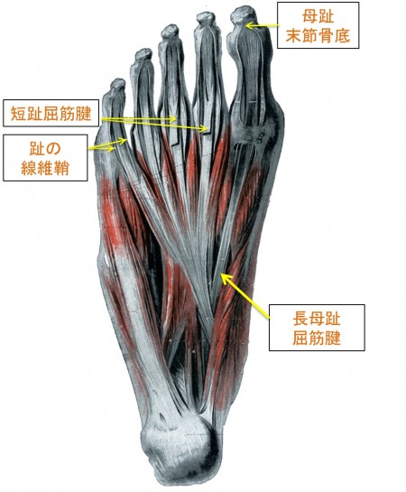 短母指屈筋