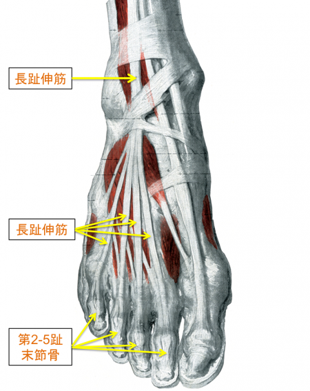 長趾伸筋 Extensor Digitorum Longus の解剖学的知識まとめ 作用から起始 停止 支配神経まで全て解説 目指せスポーツドクター目指せスポーツドクター