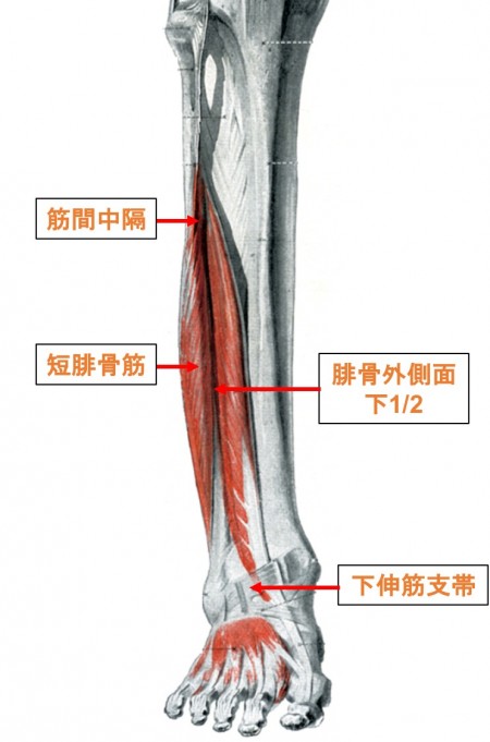 短腓骨筋の解剖学的知識まとめ 作用から起始 停止 支配神経まで全て解説 目指せスポーツドクター目指せスポーツドクター