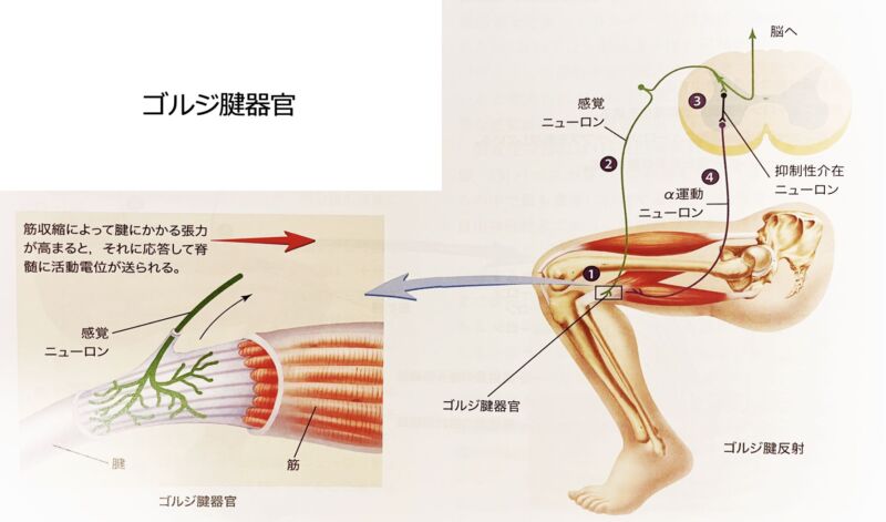 ゴルジ腱器官と筋紡錘